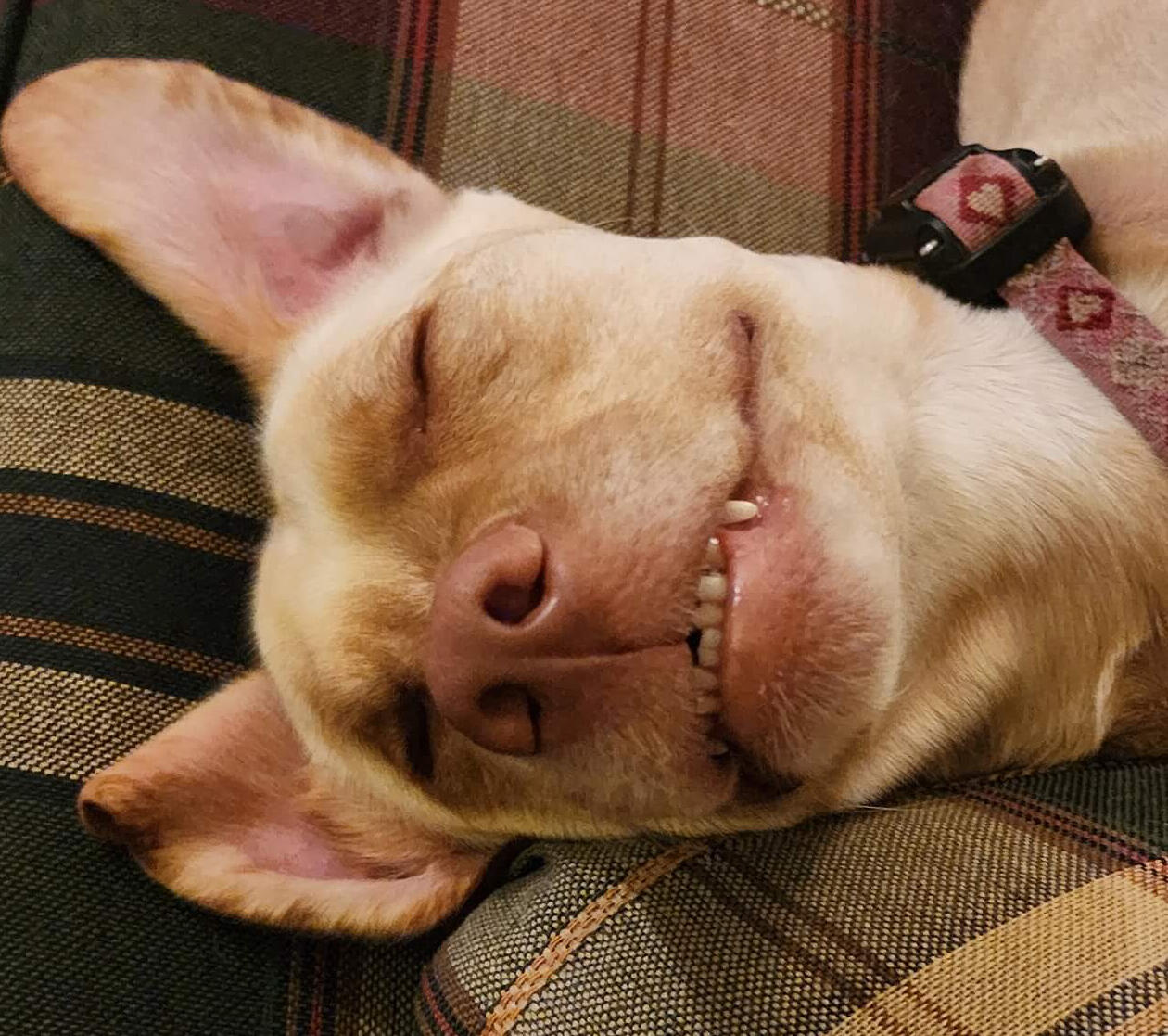 A dog lays on a couch and grins, goofily.