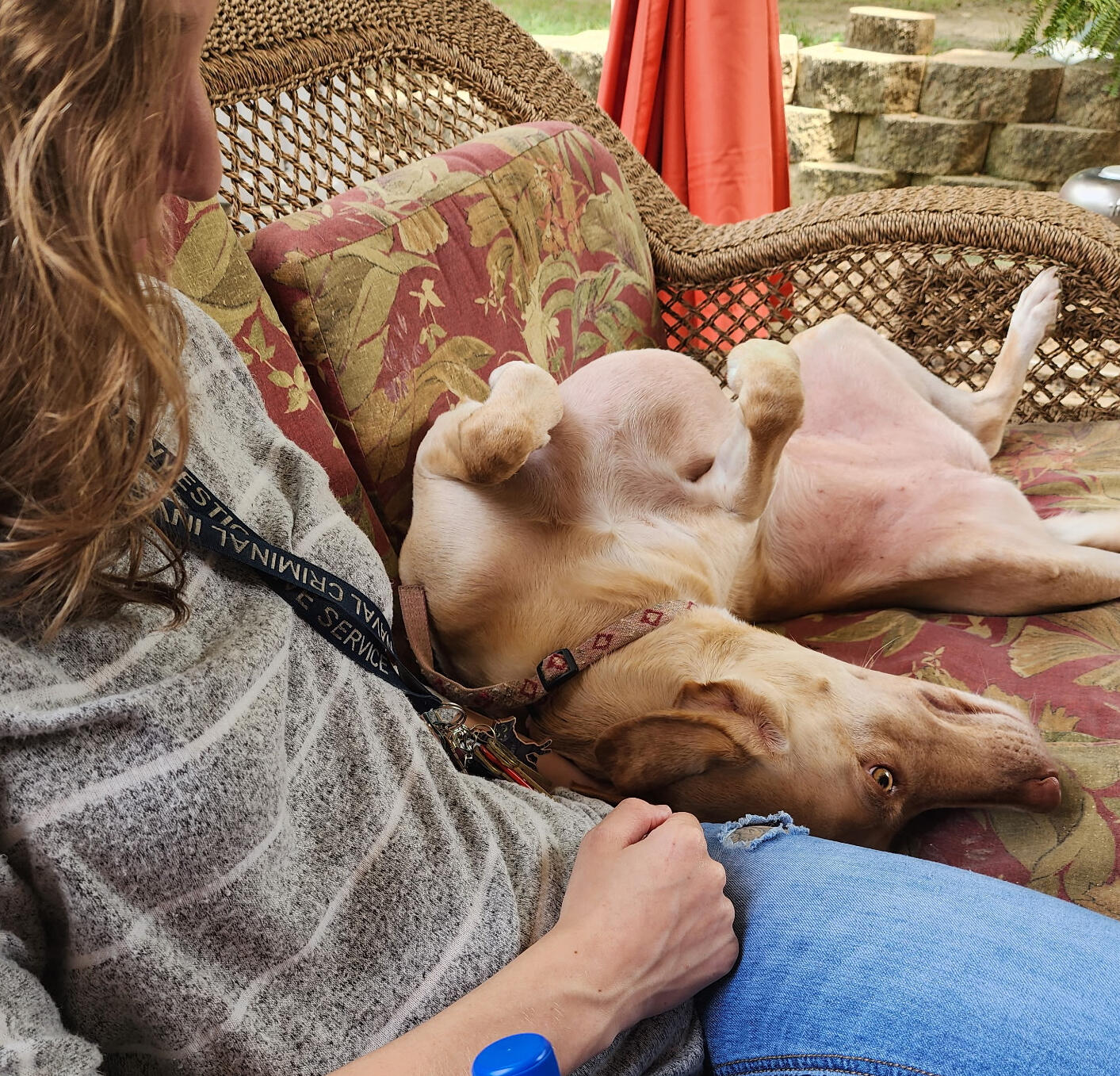 A dog shows her belly outside on a couch while a handler sits nearby, laughing.