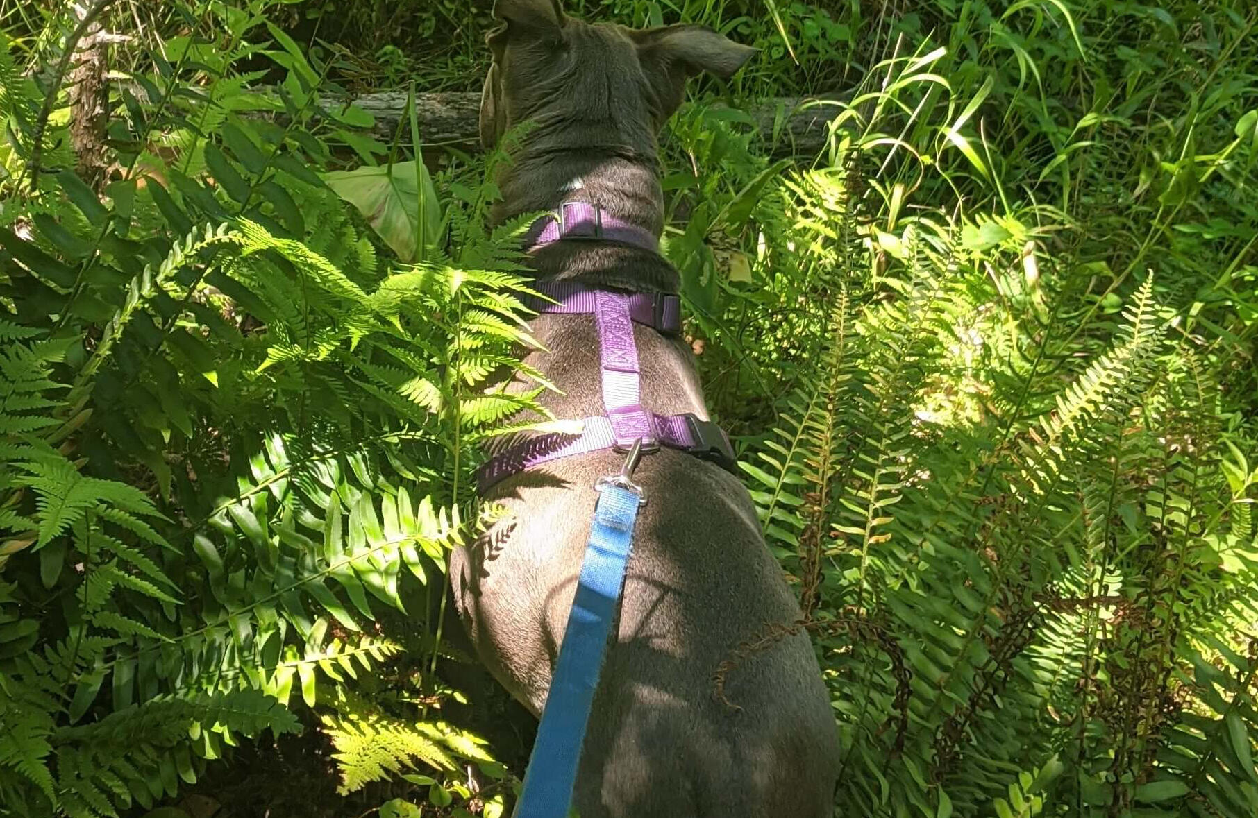 A photograph of a dog, specifically a pit bull, on a walk, standing in a patch of lush green woods.