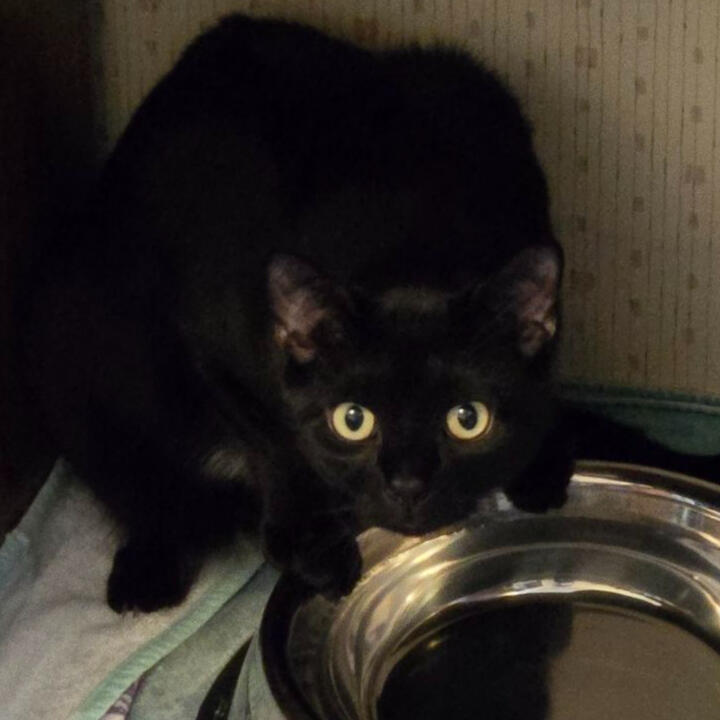 A woman sits with a white golden doodle in her lap and smiles.