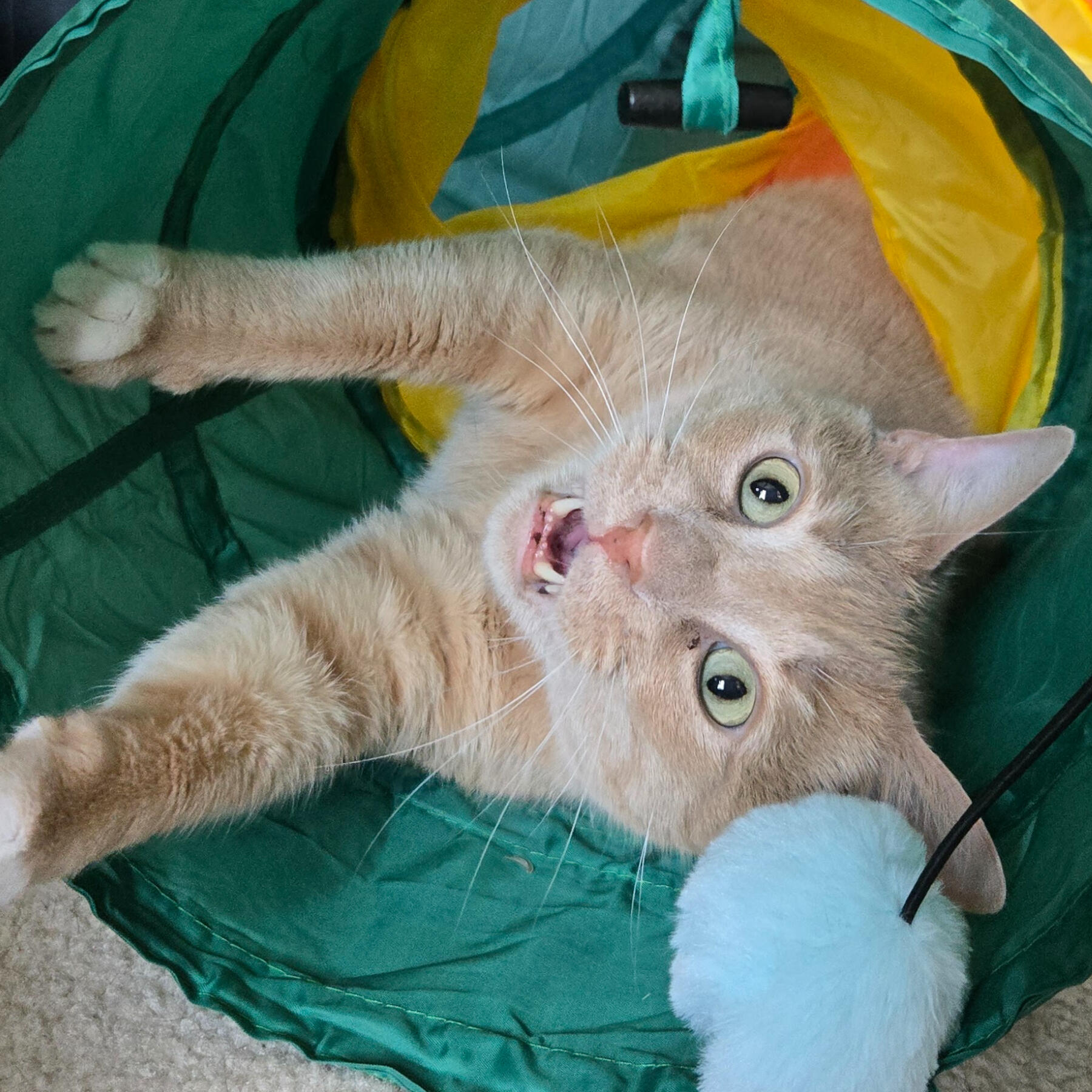 A woman sits with a white golden doodle in her lap and smiles.