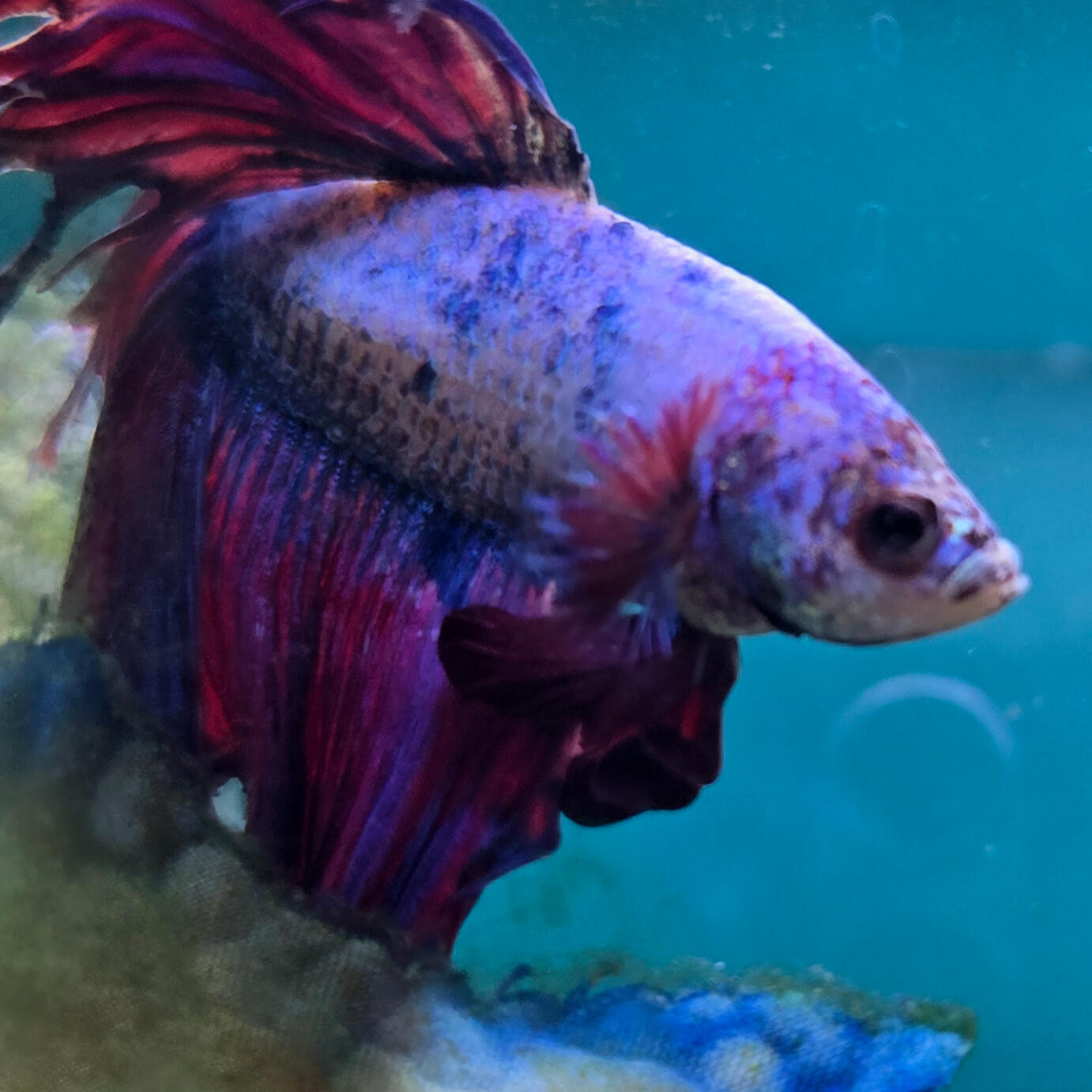 A woman sits with a white golden doodle in her lap and smiles.